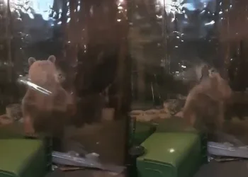 Aç kalan ayı ailesi işletmeye girmeye çalıştı