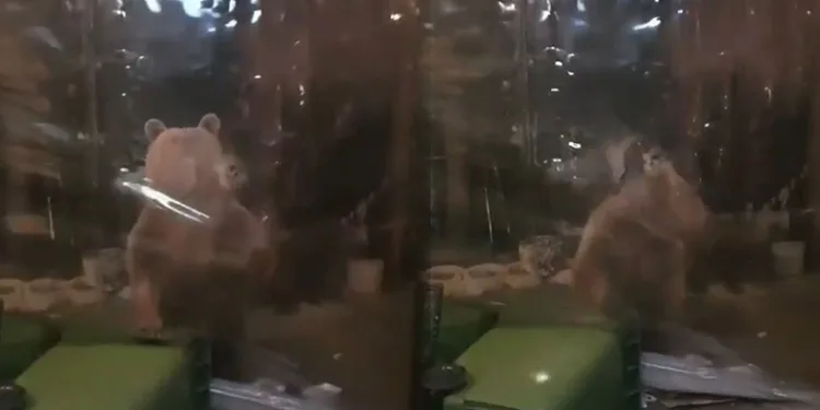 Aç kalan ayı ailesi işletmeye girmeye çalıştı