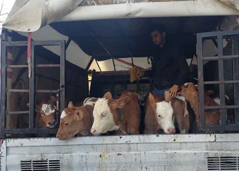 Buzağı satmaya gelip, dehşeti yaşadılar