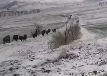 Tokat’ta domuz sürüsü görüntülendi