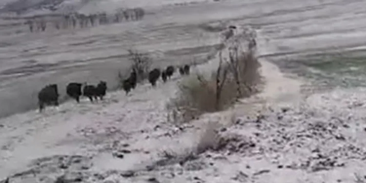 Tokat’ta domuz sürüsü görüntülendi