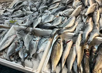 Balık tezgahlarına yoğun ilgi