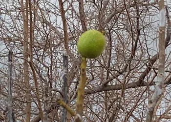 Ocak ayında ceviz hasadı