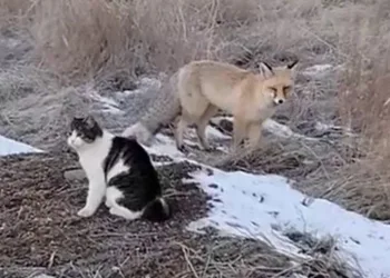 Erzurum’da tilkiler mahallelere dadandı