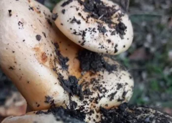 Kökten büyüyen 3’lü melki şaşırttı