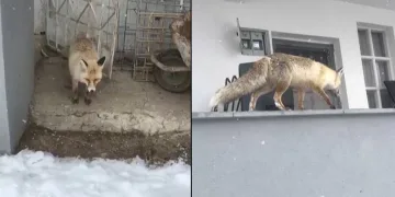 “Muhtar sana daha iyi bakar”