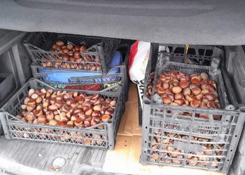 Iğdır’da Çin kestanesi ele geçirildi