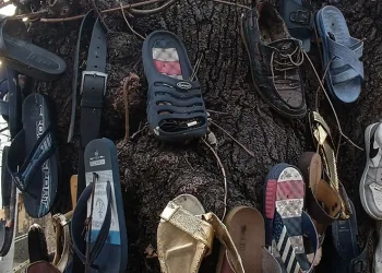 Ayakkabısı kaybolan bu ağaca koşuyor