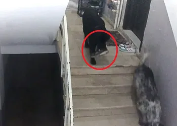 Sinop’ta gülümseten olay