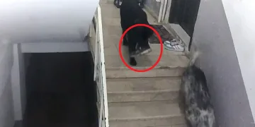 Sinop’ta gülümseten olay