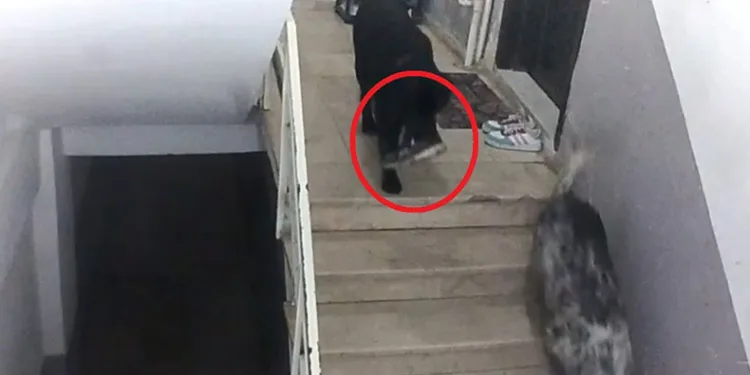 Sinop’ta gülümseten olay