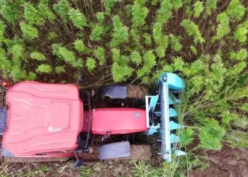 Samsun, Türkiye’nin kenevir üssü