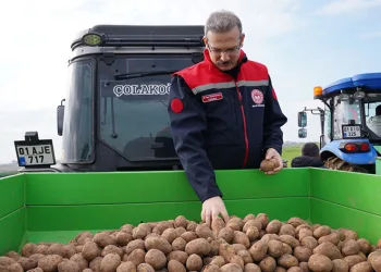 Adana’da turfanda patates toprakla buluştu