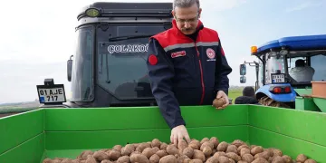 Adana’da turfanda patates toprakla buluştu