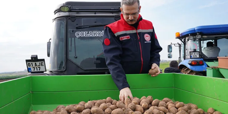 Adana’da turfanda patates toprakla buluştu