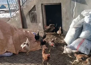 Kurnaz tilki bu kez yakayı ele verdi