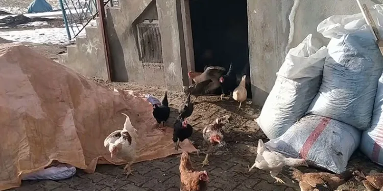 Kurnaz tilki bu kez yakayı ele verdi