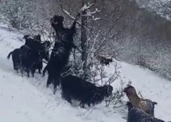 Tokatlı çobanın zorlu kış mesaisi