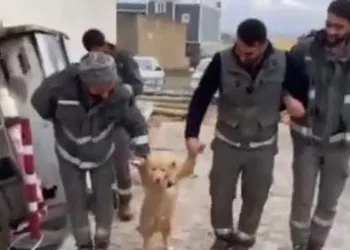 İşçilerin köpekle halayı güldürdü