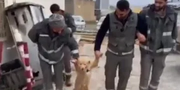 İşçilerin köpekle halayı güldürdü