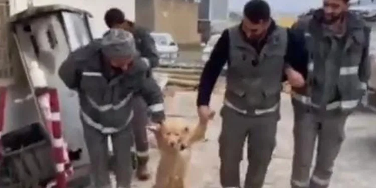İşçilerin köpekle halayı güldürdü