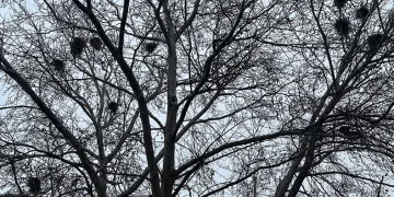 Kuş yuvalarına ev sahipliği yapıyor