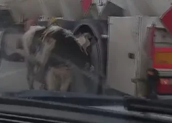Otoyolda gülümseten buzağı kovalamacası