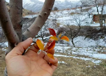 Elma ağacı mevsimleri şaşırdı