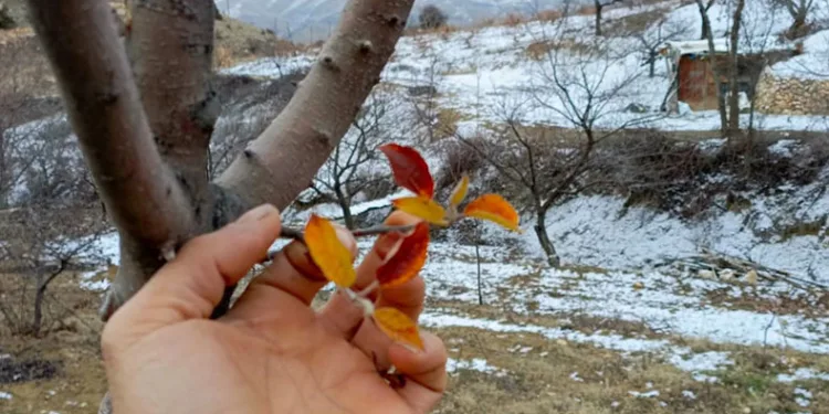 Elma ağacı mevsimleri şaşırdı