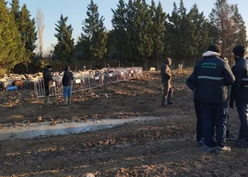 Tarım arazilerine zarar veren koyunlara müdahale
