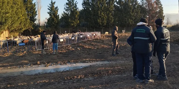 Tarım arazilerine zarar veren koyunlara müdahale