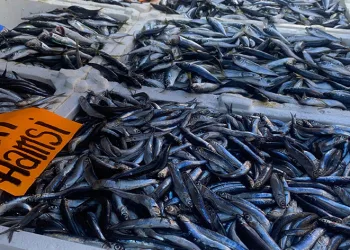 İstavrit tezgahlarda 50 liradan alıcı buldu