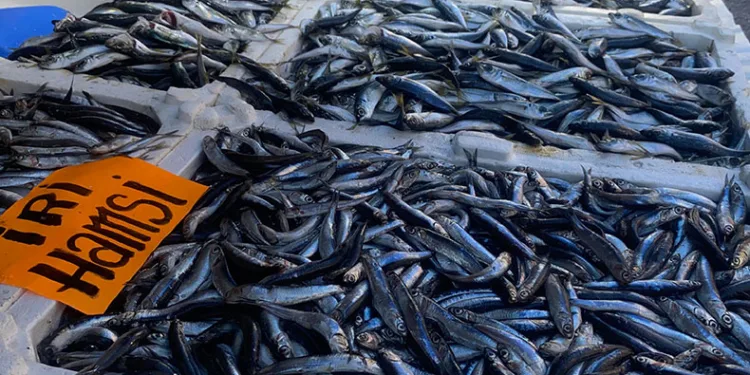 İstavrit tezgahlarda 50 liradan alıcı buldu