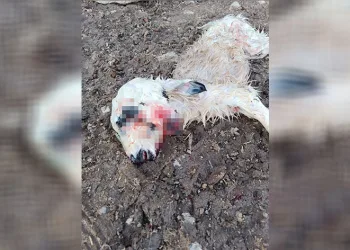 Çift başlı kuzu dünyaya geldi