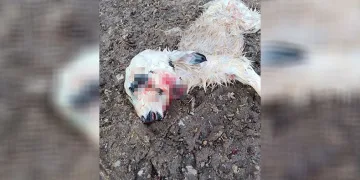 Çift başlı kuzu dünyaya geldi