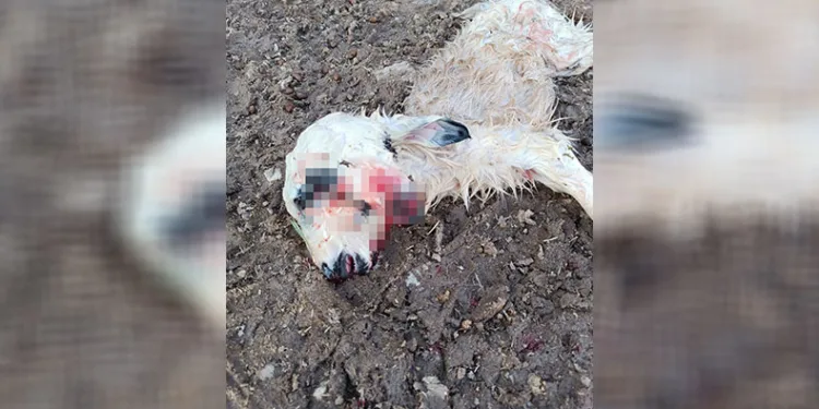 Çift başlı kuzu dünyaya geldi