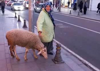 Koyununa kızı gibi bakıyor