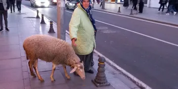 Koyununa kızı gibi bakıyor