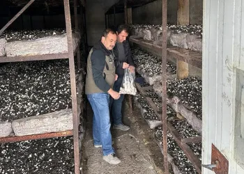 Mantar üretim alanlarından numune alındı