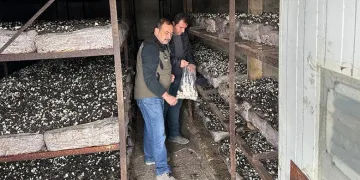 Mantar üretim alanlarından numune alındı