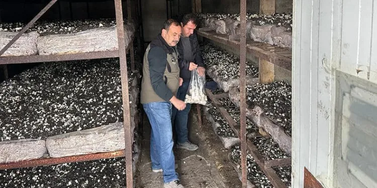 Mantar üretim alanlarından numune alındı