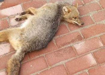 Sokak ortasında ölü tilki bulundu
