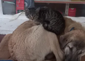 Kedi ‘en olmadık yerde’ ısınmaya çalıştı