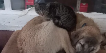Kedi ‘en olmadık yerde’ ısınmaya çalıştı