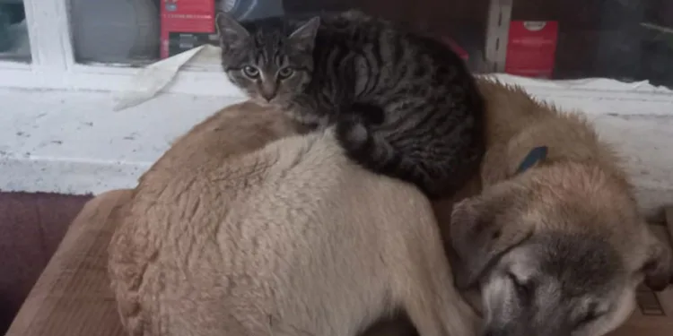 Kedi ‘en olmadık yerde’ ısınmaya çalıştı