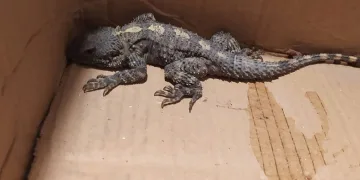 Kertenkele sandı, gerçek farklı çıktı