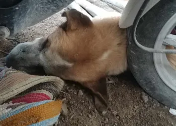 Kedi ve köpeklerin zehirlendiği iddiası
