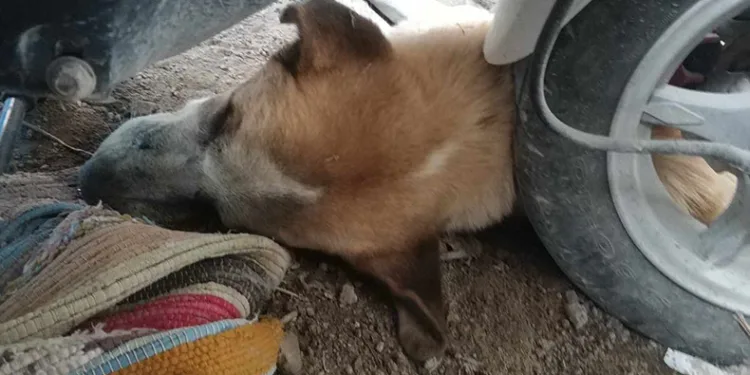 Kedi ve köpeklerin zehirlendiği iddiası