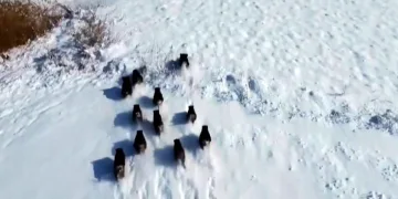 Popülasyonu artan domuz sürüsü havadan görüntülendi