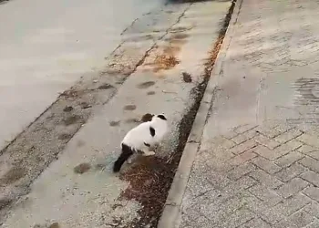 Sokak kedisi önündeki fareyi izlemekle yetindi